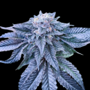 Nothern Light Blue